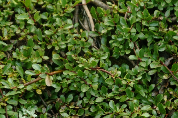 pianta sconosciuta - cfr. Rhamnus pumila